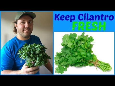 How to keep Cilantro FRESH ✅