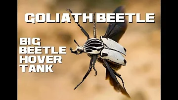 10 Goliath Beetle Facts - Big Beetle Hover Tank - Animal a Day