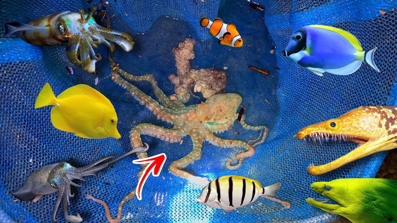 Berburu ikan hias di malam hari tapi dapat gurita dan moray raksasa dan banyak anemon mahal 