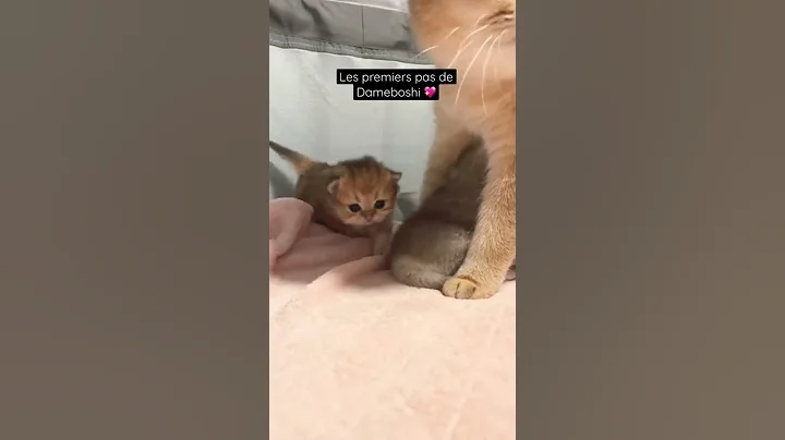 Video 711401: golden british longhair, british longhair black, kitten first