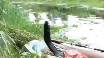 Câu cá lóc U Minh Thượng. Lại là hugo