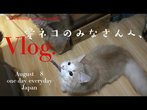 愛ネコのみなさんへ、