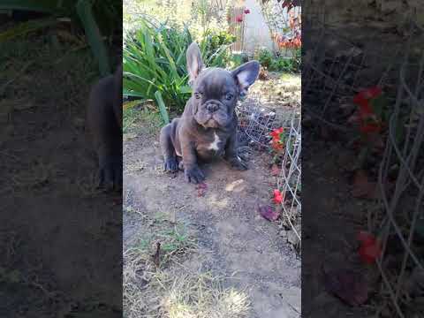 TomKingsKennel Milo 3 camera iphone 8 plus apk