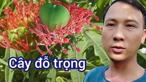 cây Đỗ Trọng cây thuốc bổ thận. Tiến Quân