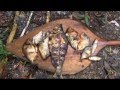 Jungle survival - Cooking fish in the Amazon