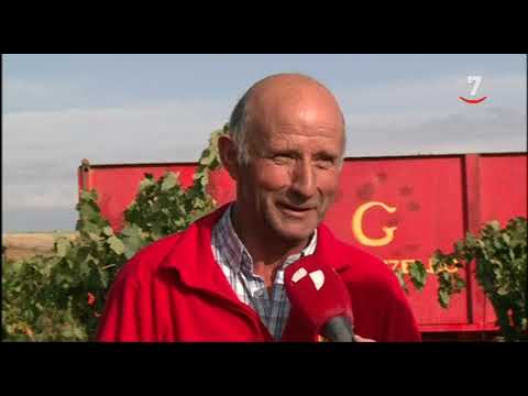 La sequía condiciona también la cosecha en las cepas de la Denominación de Origen 'Tierra de León' la85