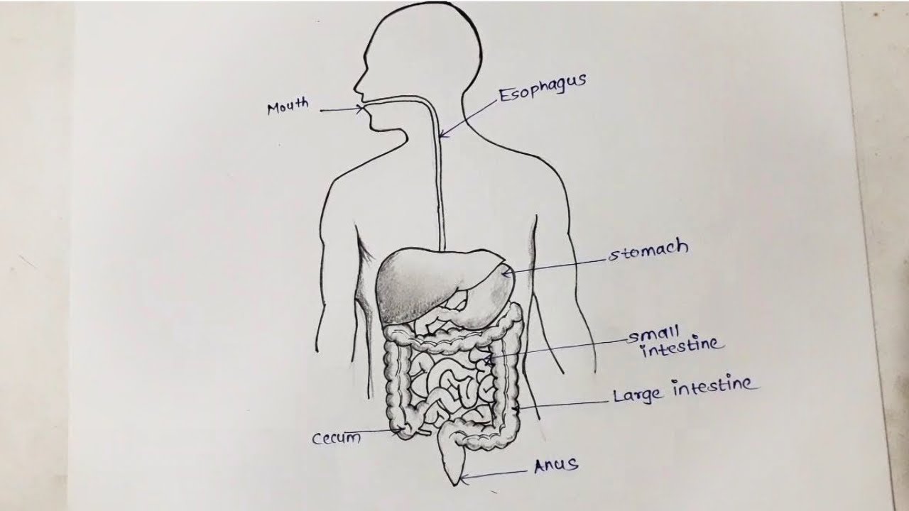 How ot draw Human digestive system