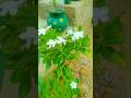 Sadabahar plant ☘️ Beautiful FLOWERS | #beautifulflowers #flowers #sadabahar #shorts #garden #short