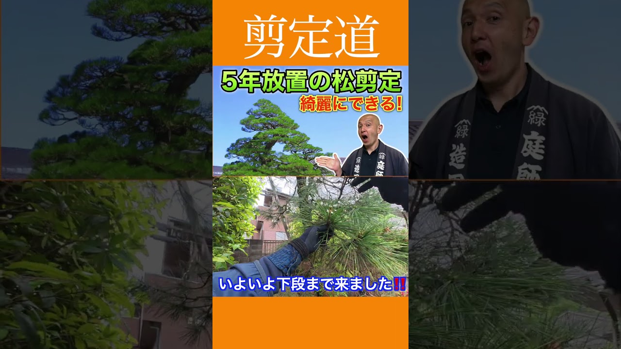《伸び放題の松剪定》中段下段の剪定ポイント #剪定方法 #庭作業 #庭木の管理 #剪定方法 #松 #実家 #庭じまい #庭木の剪定