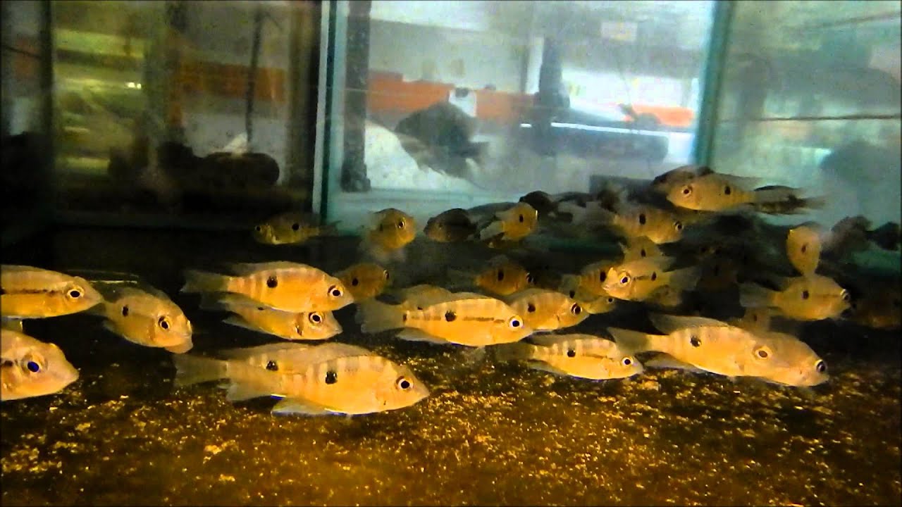 video phone beyonce mp3 Thorichthys pasionis aka Yellow Firemouth