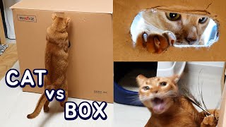 Cat vs Box | Cat's Reaction to Suspicious Box by NoLi 5,557 views 2 years ago 3 minutes, 2 seconds