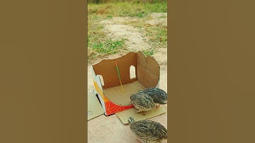 SIMPLE bird trap / Underground quails trap #shorts