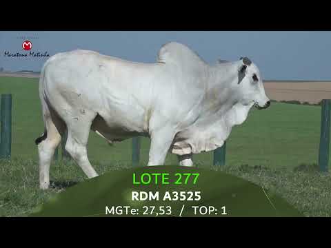 LOTE 277