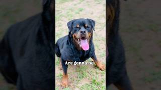 Send this to your bestie!🤍 #funnyanimal #rottweilerdog #pets #dogshorts #viral #cutedog #petlover