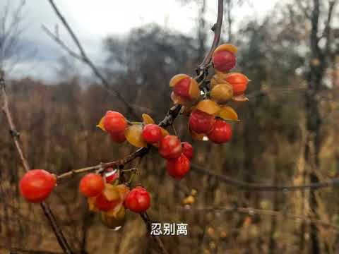 红颜旧 20181109213345
