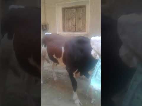 محمودسلامة