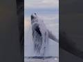 What Happens When a Whale Dies?# short