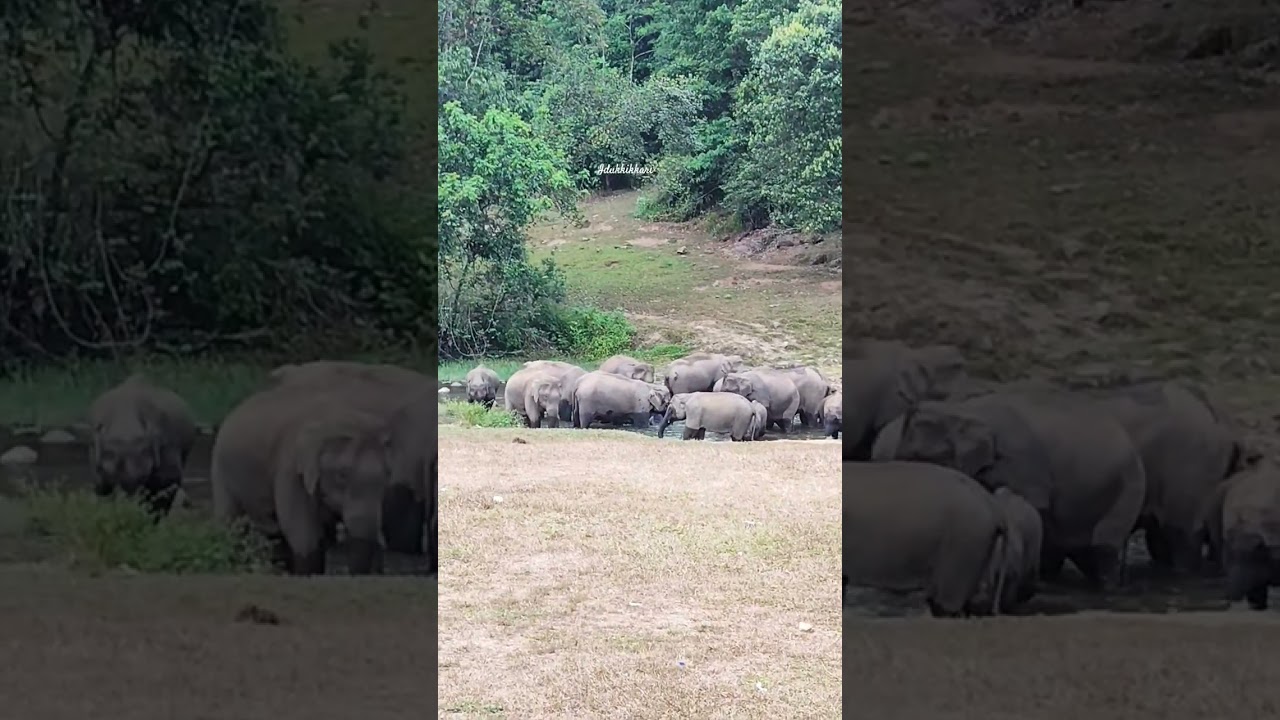 God's Own Country, elephant style🐘🖤