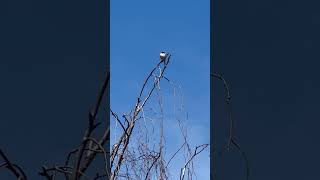 Ep. 0088 I Lil bird sings 2 I #shorts #viral #asmr #trending #birdsounds