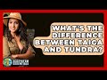 What's The Difference Between Taiga And Tundra? - Ecosystem Essentials