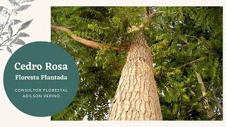 Cedro Rosa - Floresta Plantada