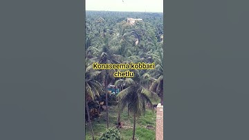 coconut trees #shortsviral #shorts #ytstudioes #shorts