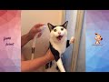 Cat's Reaction To Bathing-Why Cats Hate To Bathe? | Funny Pets