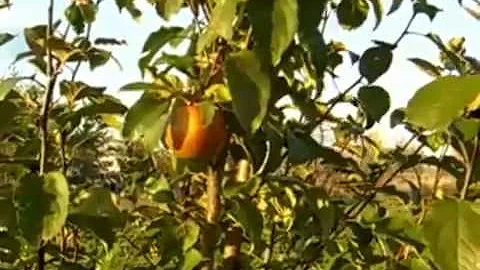 Jackie Clay - First apple, new coop, and skinning ...