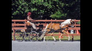 RANDY BIRD • CARRIAGE DRIVING TRAINING