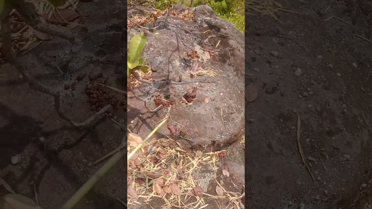 มูลสัตว์อะไรเรียงลายเต็มหน้าผา