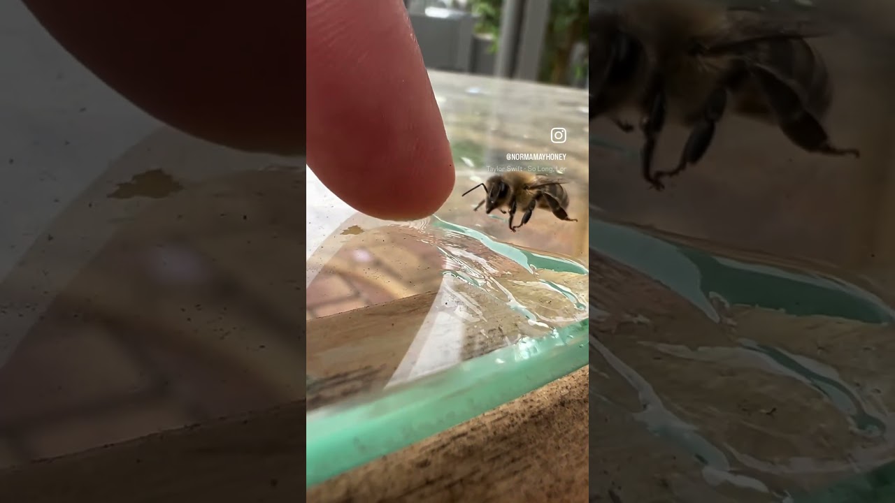 International bee day tomorrow - we celebrate saving all our superhero’s with wings 