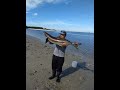 Hunting Cobia at Apollo Beach. FISH ON CHANNEL