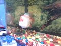 Flowerhorn Aggressive full head #fish #aquarium 