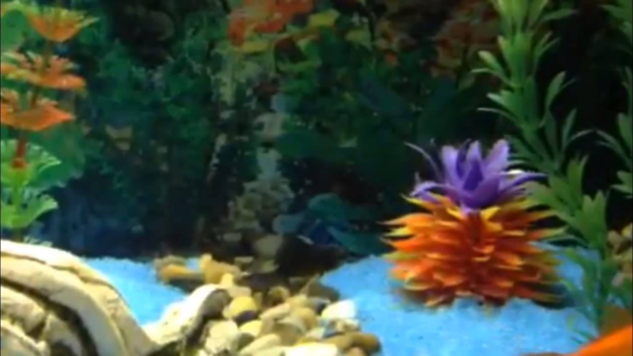 IL MIO ACQUARIO DI PESCI ROSSI 90 LITRI ACQUA DOLCE FREDDA - YouTube
