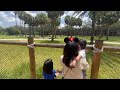 Disney&#39;s Polynesian Village Resort and Animal Kingdom Lodge 2023