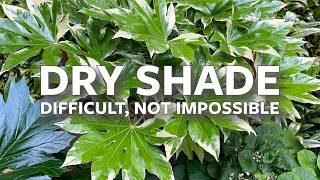 Planting Dry Shade 🌿 Difficult, Not Impossible