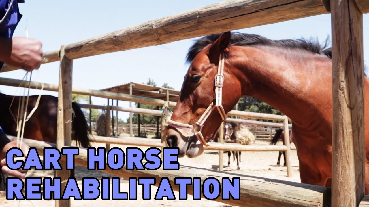 Cart Horse Rehabilitation and Adoption YouTube