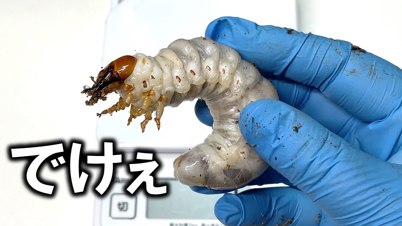 スマトラオオヒラタクワガタ　オス♂️　幼虫 スマトラオオヒラタクワガタの幼虫 | クワガタ・カブトムシ飼育情報