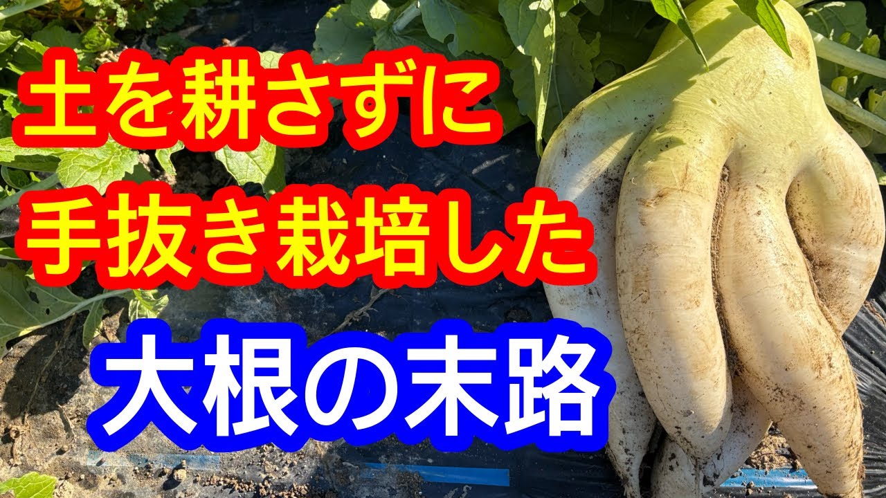 Shocking!] I pulled out some radishes I'd grown in really hard