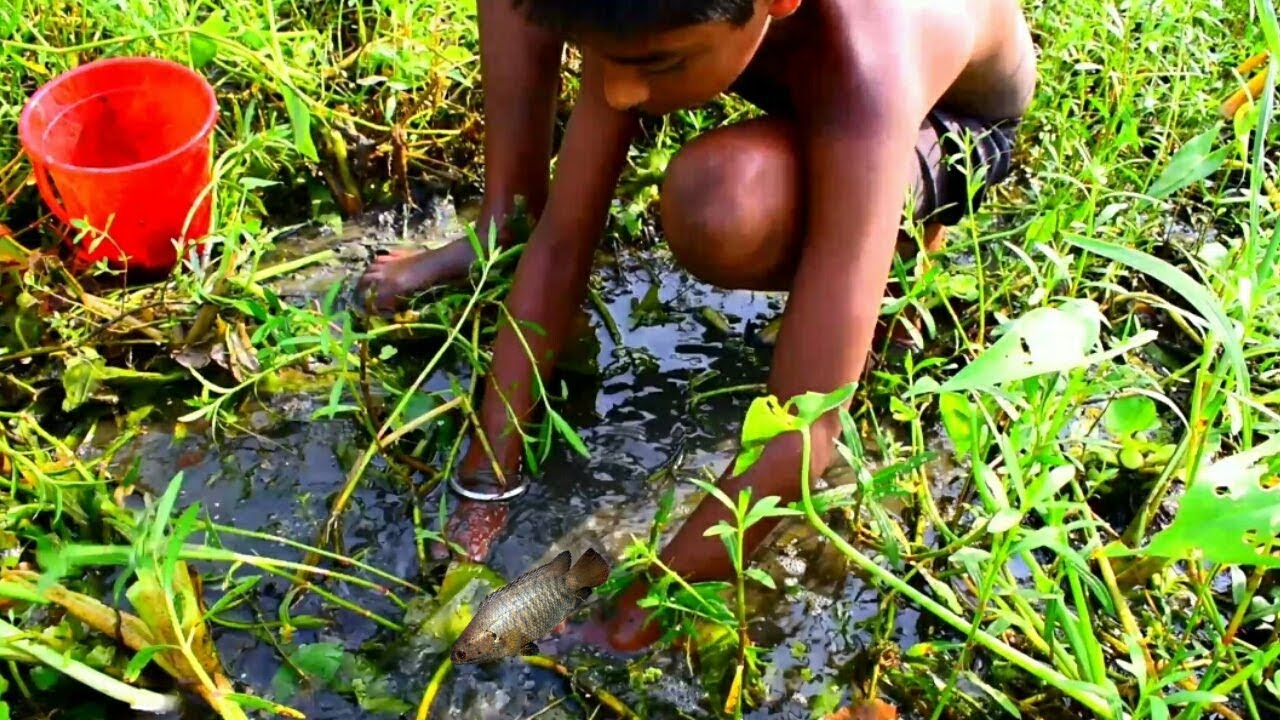 Best Hand Fishing| Hand Fish Catching in Village | Boy Catching Koi By Hand in Mud water
