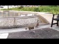Ducklings crossing the road in the city.  So cute!