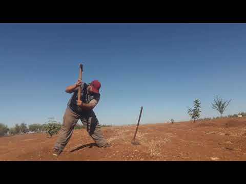 كيفية حفر حفرة لغرس الاشجار المثمرة