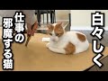 【甘えんぼ猫】今一番邪魔な場所を熟知している…かまってな猫はこちらです