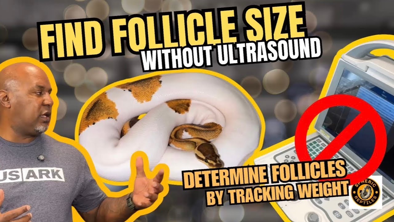 Разведение шаровидных питонов без ультразвука: метод взвешивания