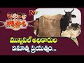 Special winter coats for cows