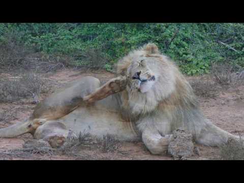 Addo Elefant Park 19:20