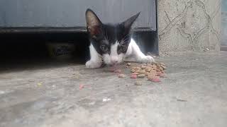 Cat Video nature | kitten meowing for Food by world of stray meowing  231 views 8 months ago 2 minutes, 2 seconds