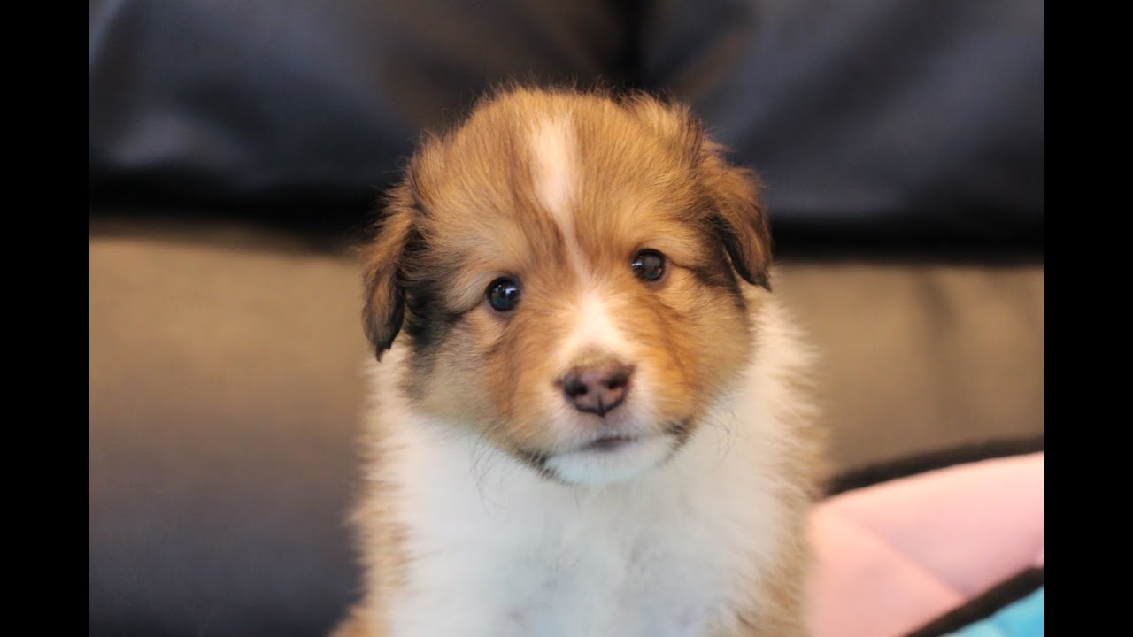 子犬販売情報】シェットランドシープドッグ（シェルティー