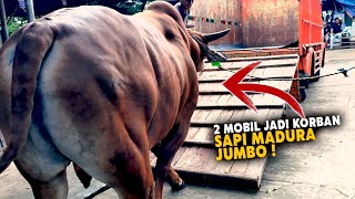 Download Lagu The Largest Madura Cattle Delivery Process🔥, Be Careful, 2 Pick Up Trucks Have Been Victims MP3