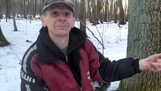 Major Suchodolski I Fifi W Lesie